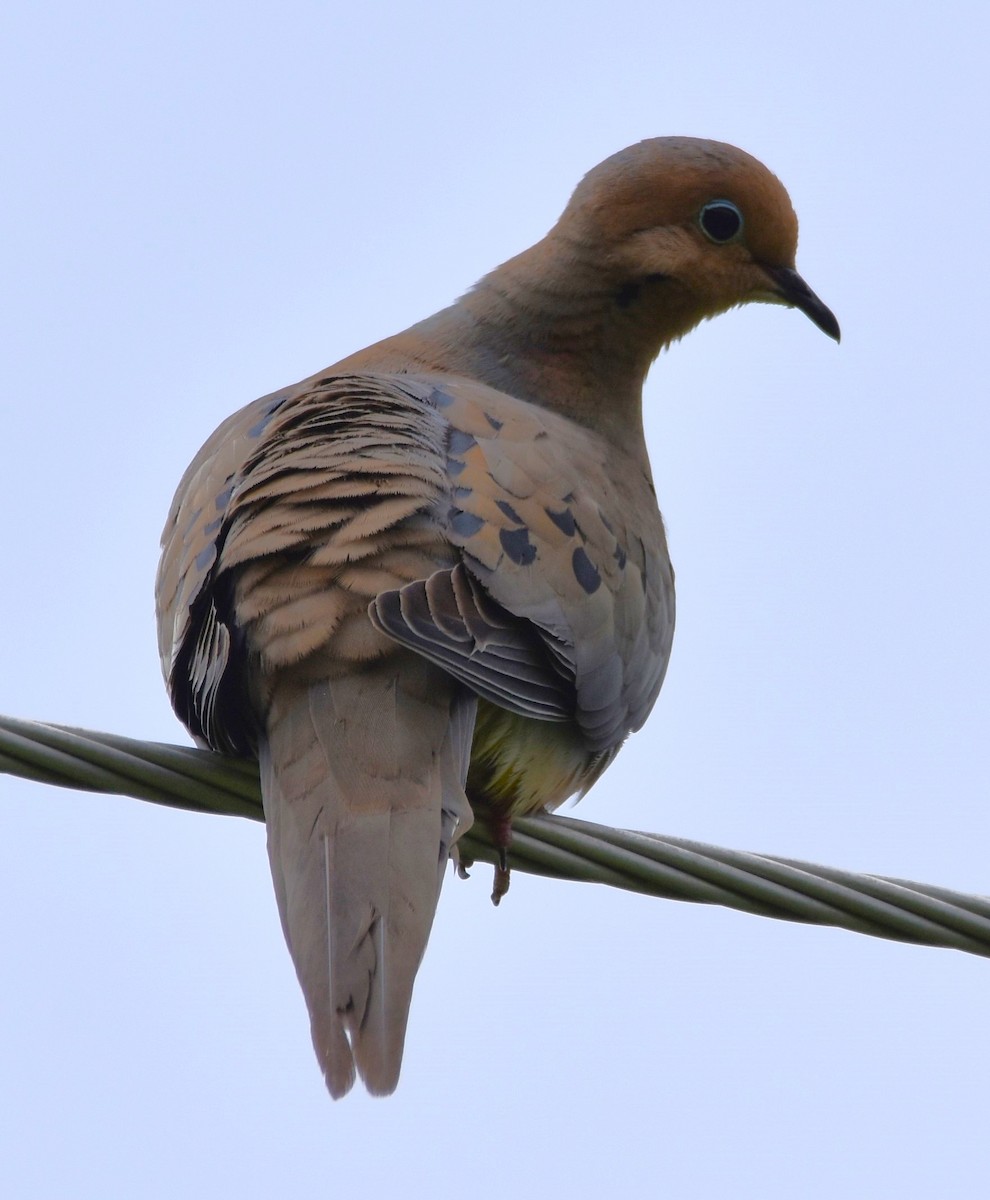 Mourning Dove - ML620311190