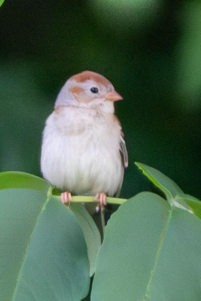 Field Sparrow - ML620311191