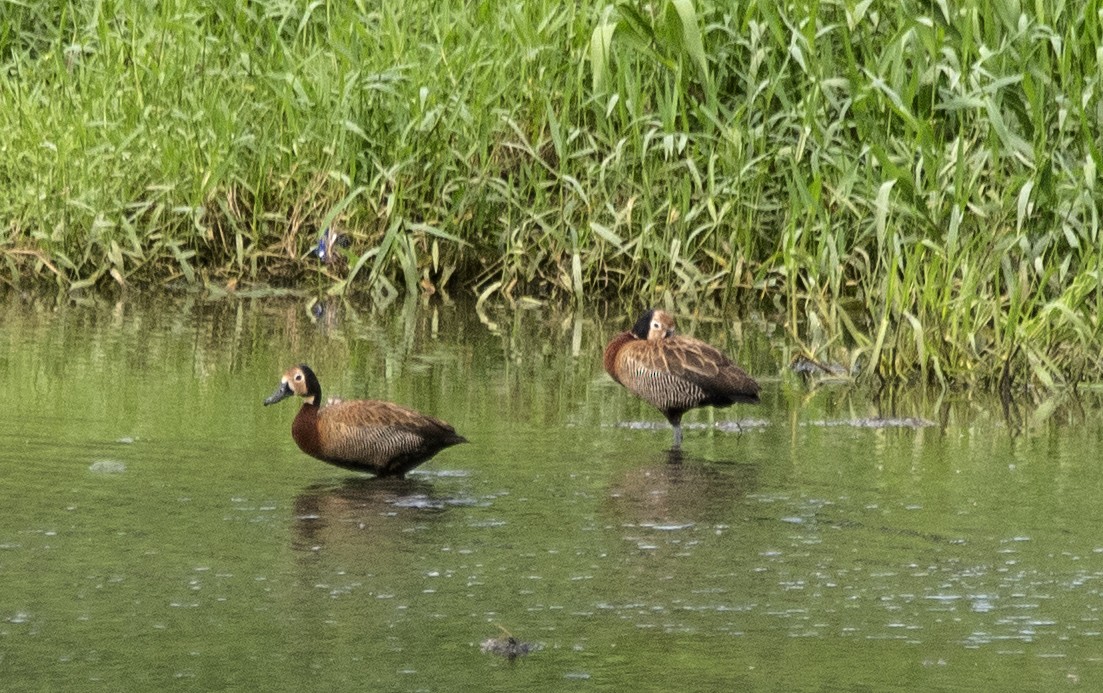 White-faced Whistling-Duck - ML620311192