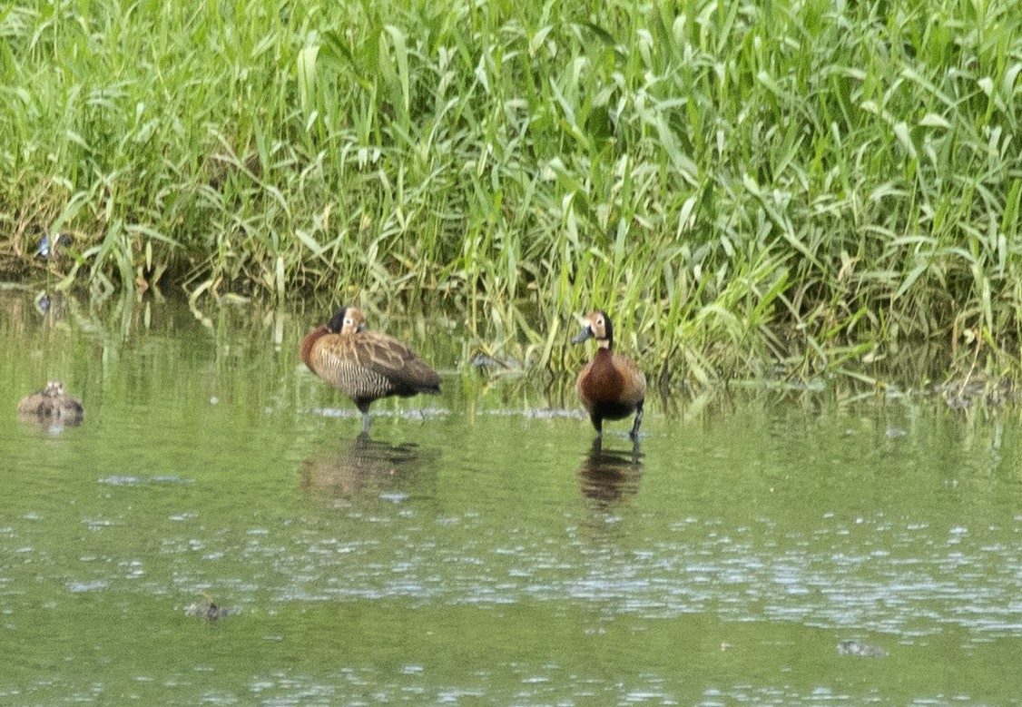 White-faced Whistling-Duck - Eduardo Vieira 17