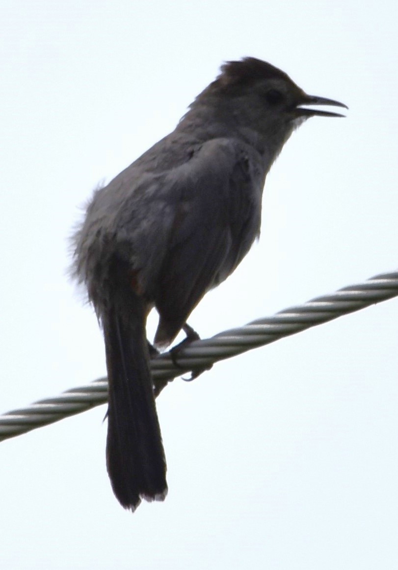 Gray Catbird - ML620311195