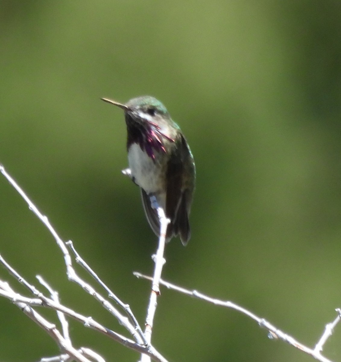 Calliope Hummingbird - ML620311196