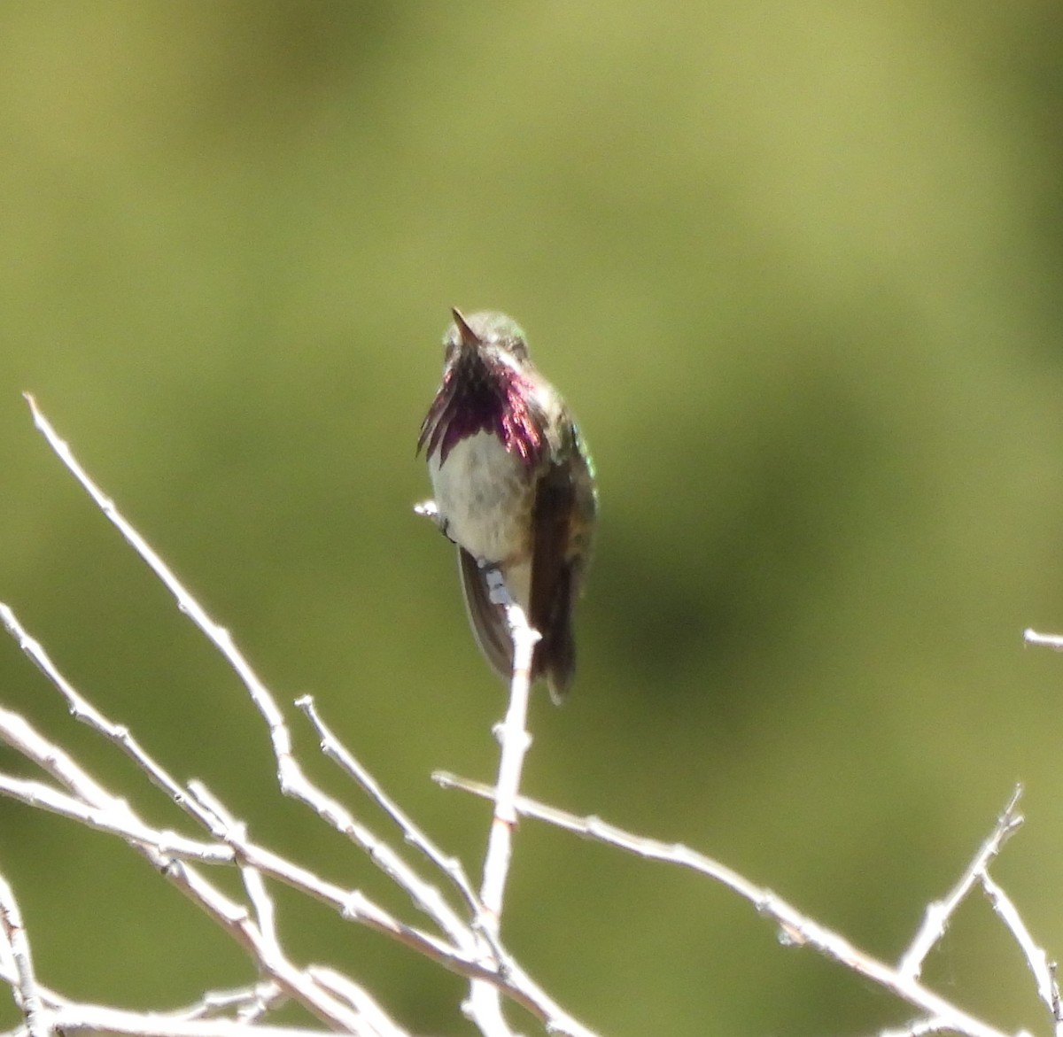 Calliope Hummingbird - ML620311197