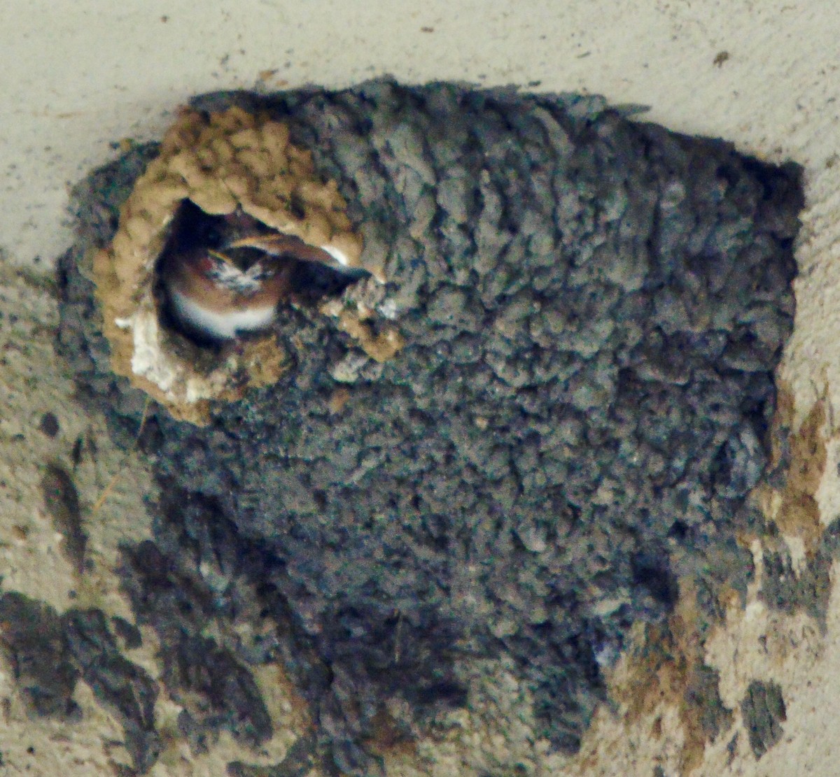 Cliff Swallow - ML620311200