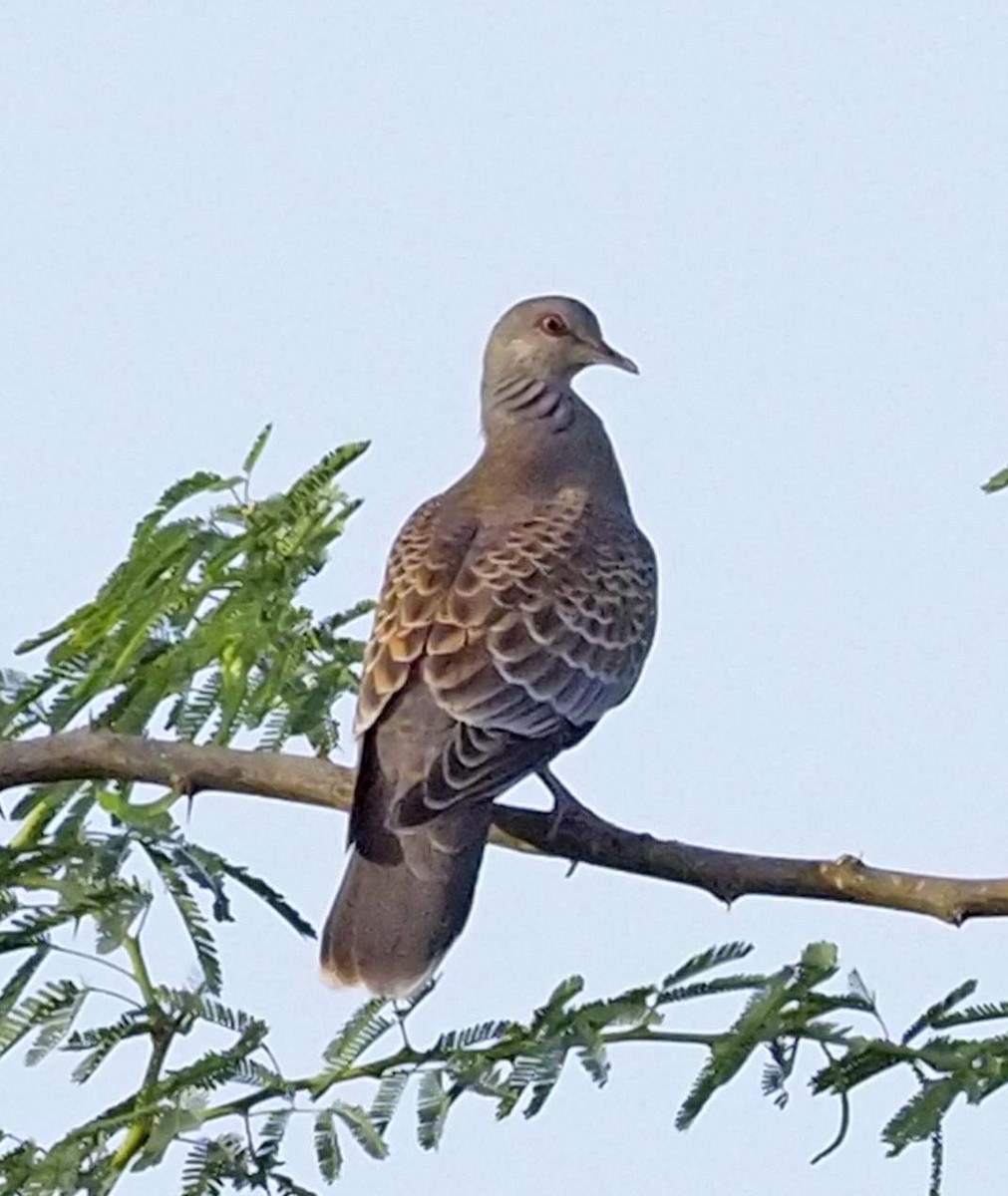 Oriental Turtle-Dove - ML620311201