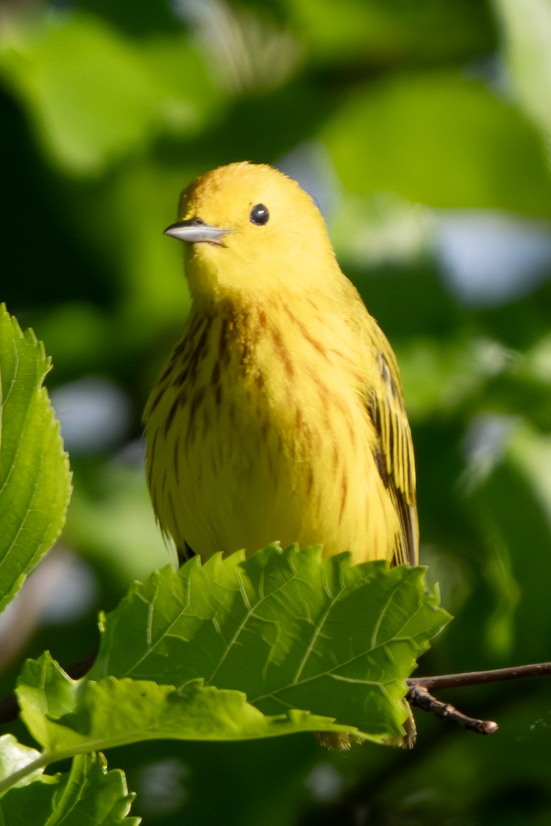 Yellow Warbler - ML620311203