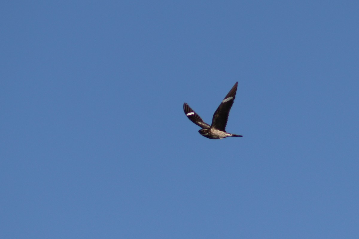 Common Nighthawk - Ty Sharrow