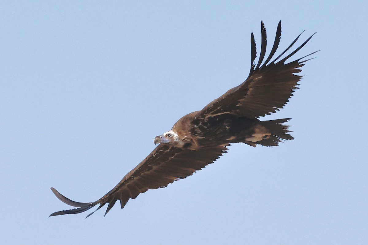 Cinereous Vulture - ML620311207