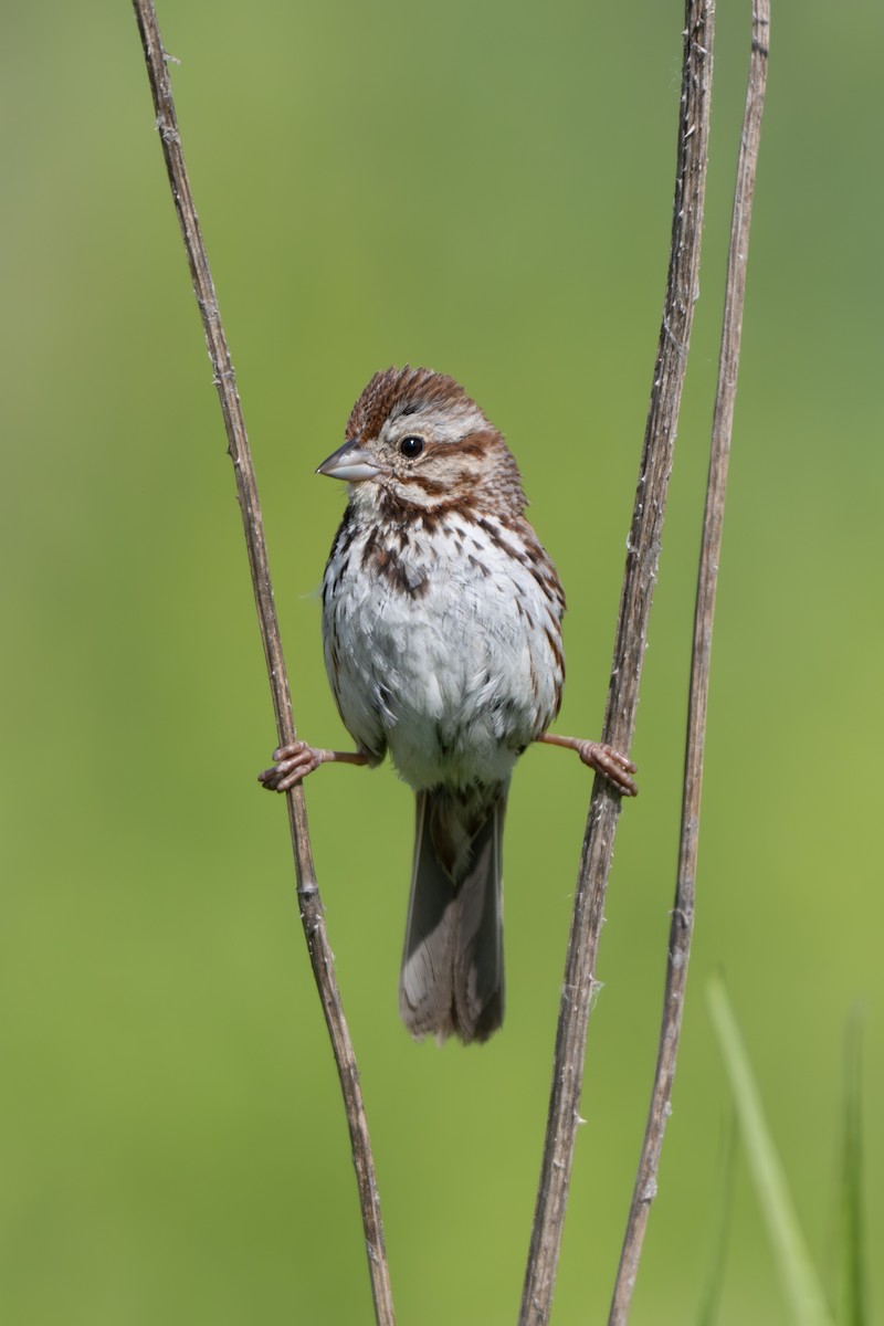 Song Sparrow - ML620311210