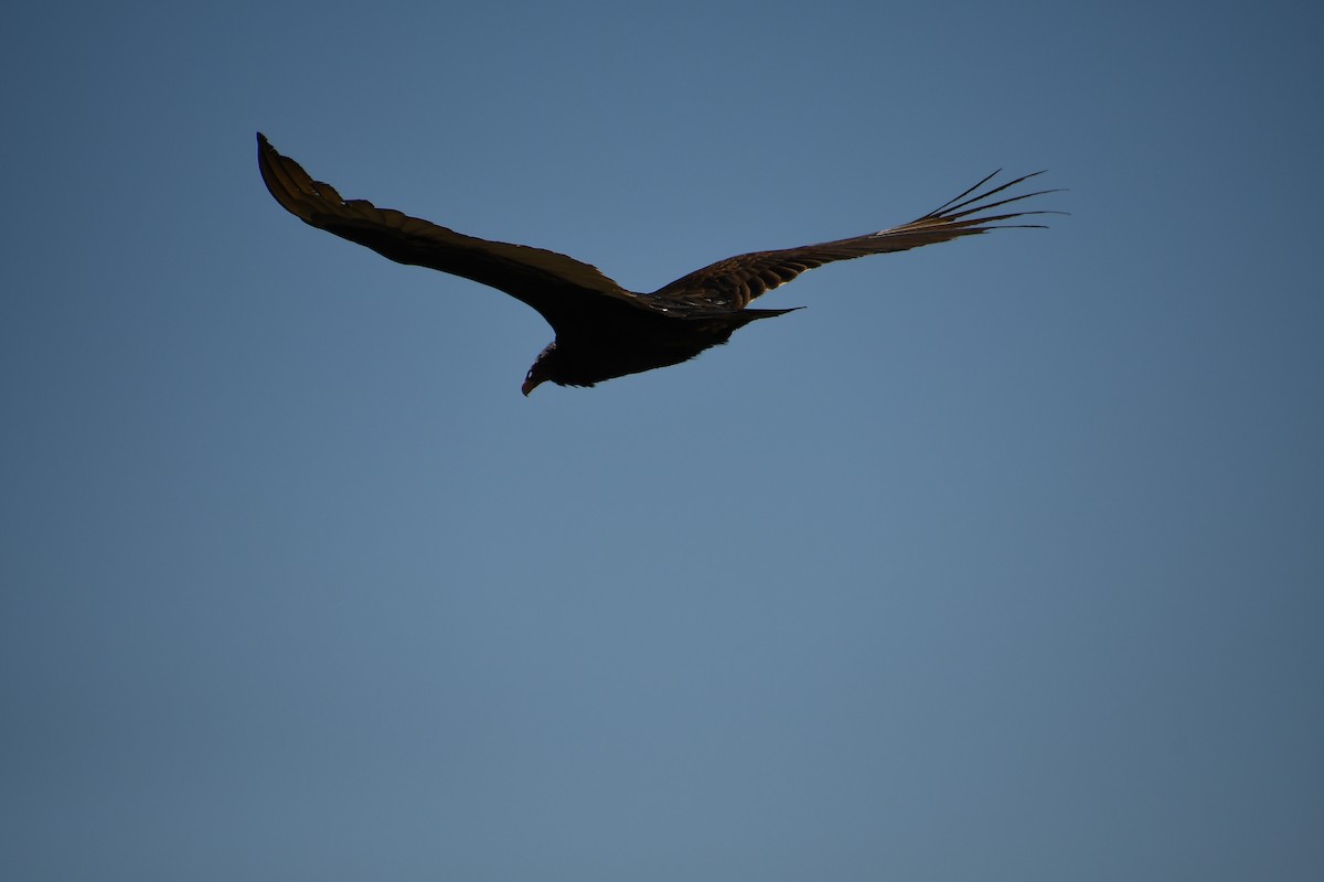 Turkey Vulture - ML620311213