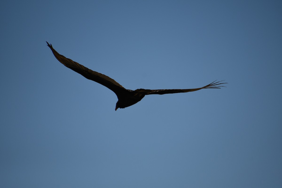 Turkey Vulture - ML620311214