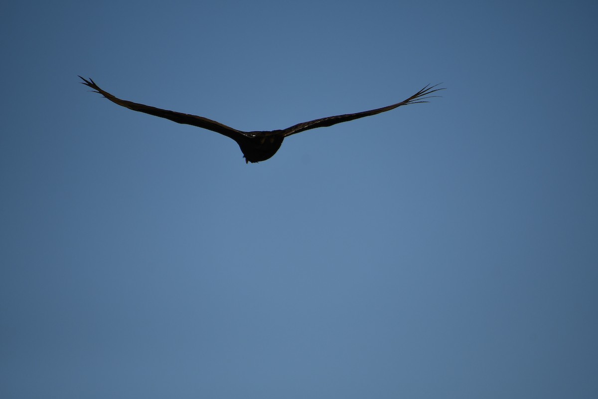 Turkey Vulture - ML620311216