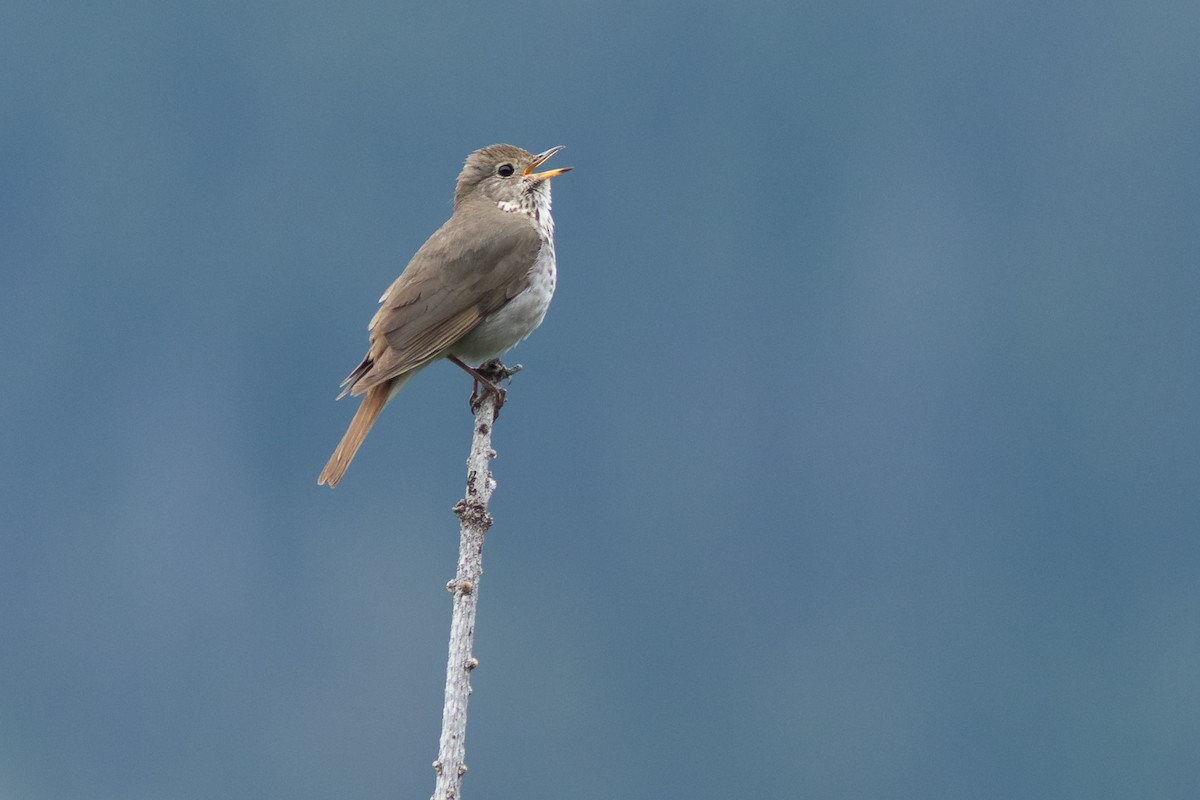 Hermit Thrush - ML620311223