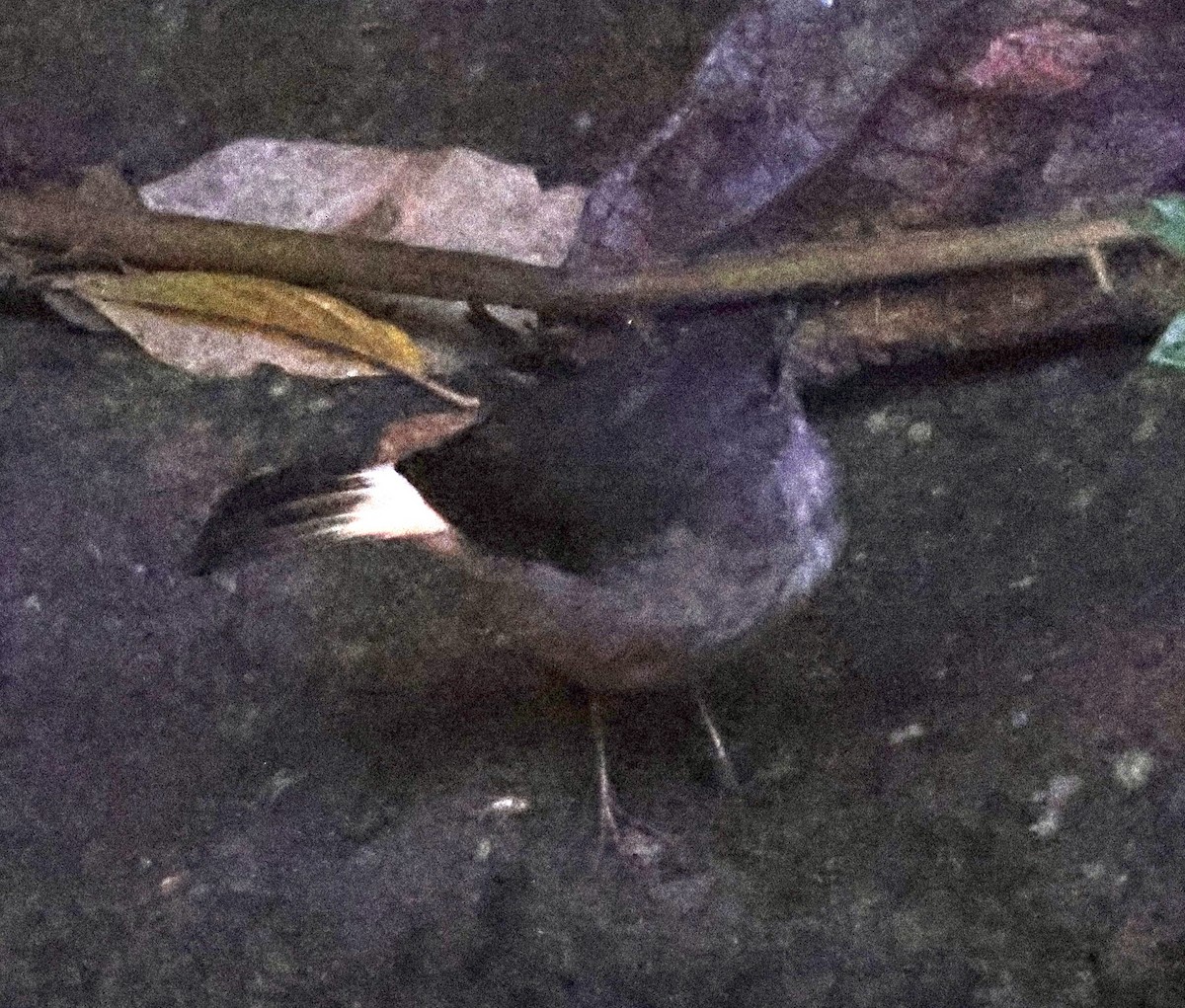 Buff-rumped Warbler - ML620311225