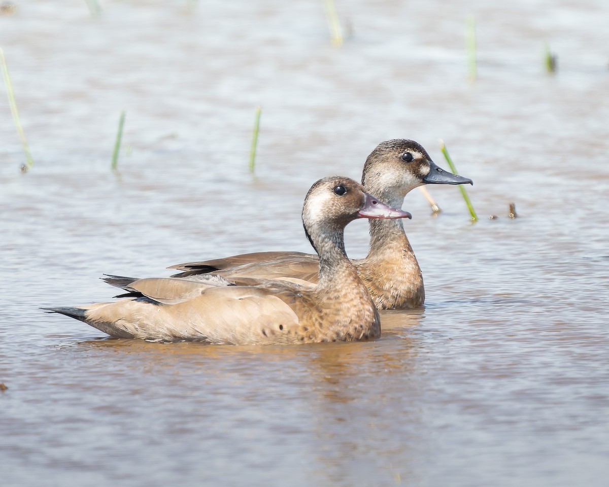 Canard amazonette - ML620311242