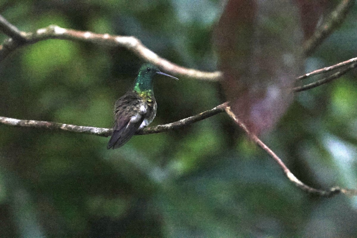 Snowy-bellied Hummingbird - ML620311243