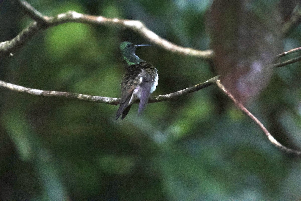 kolibřík sněhobřichý - ML620311244