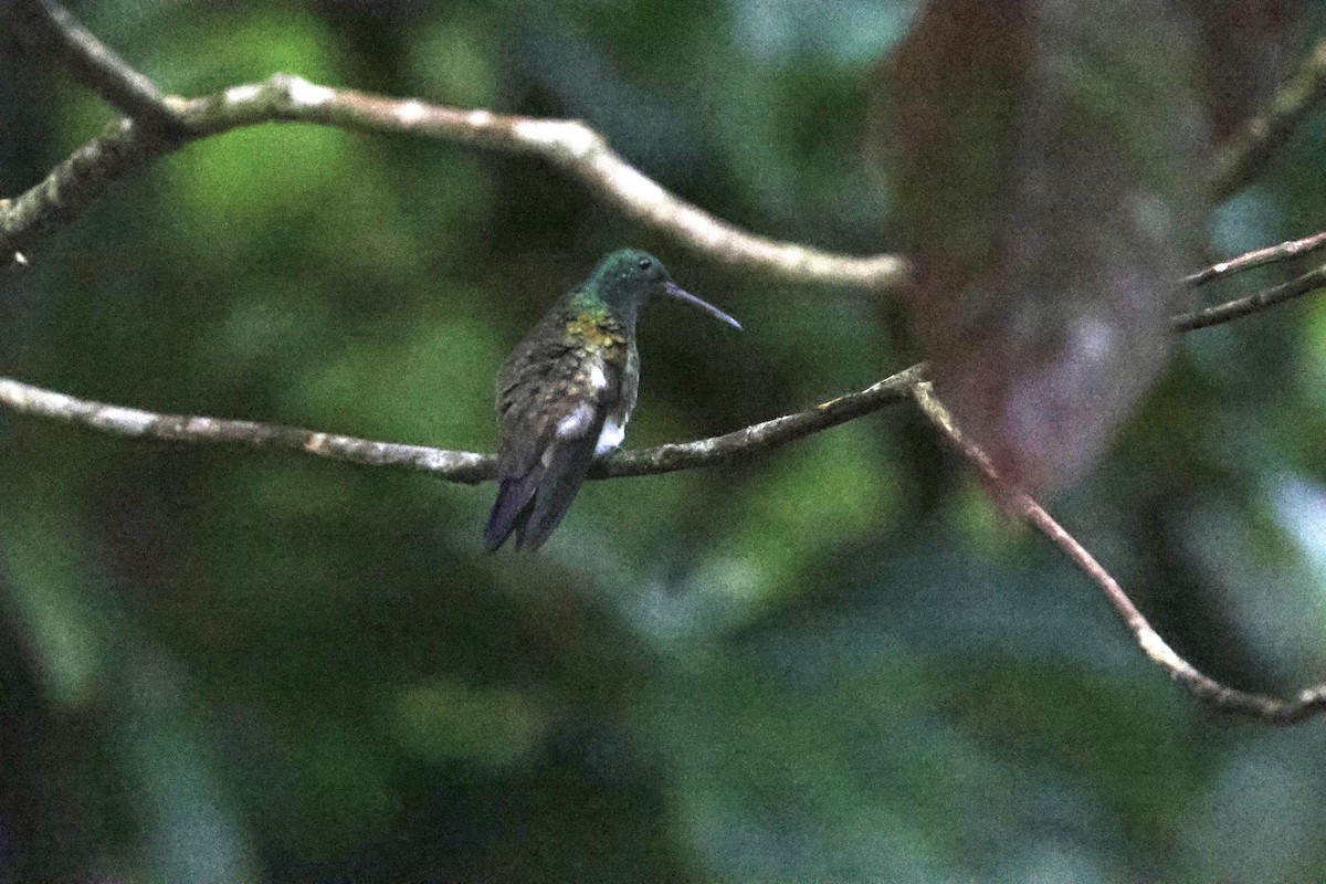 Snowy-bellied Hummingbird - ML620311245