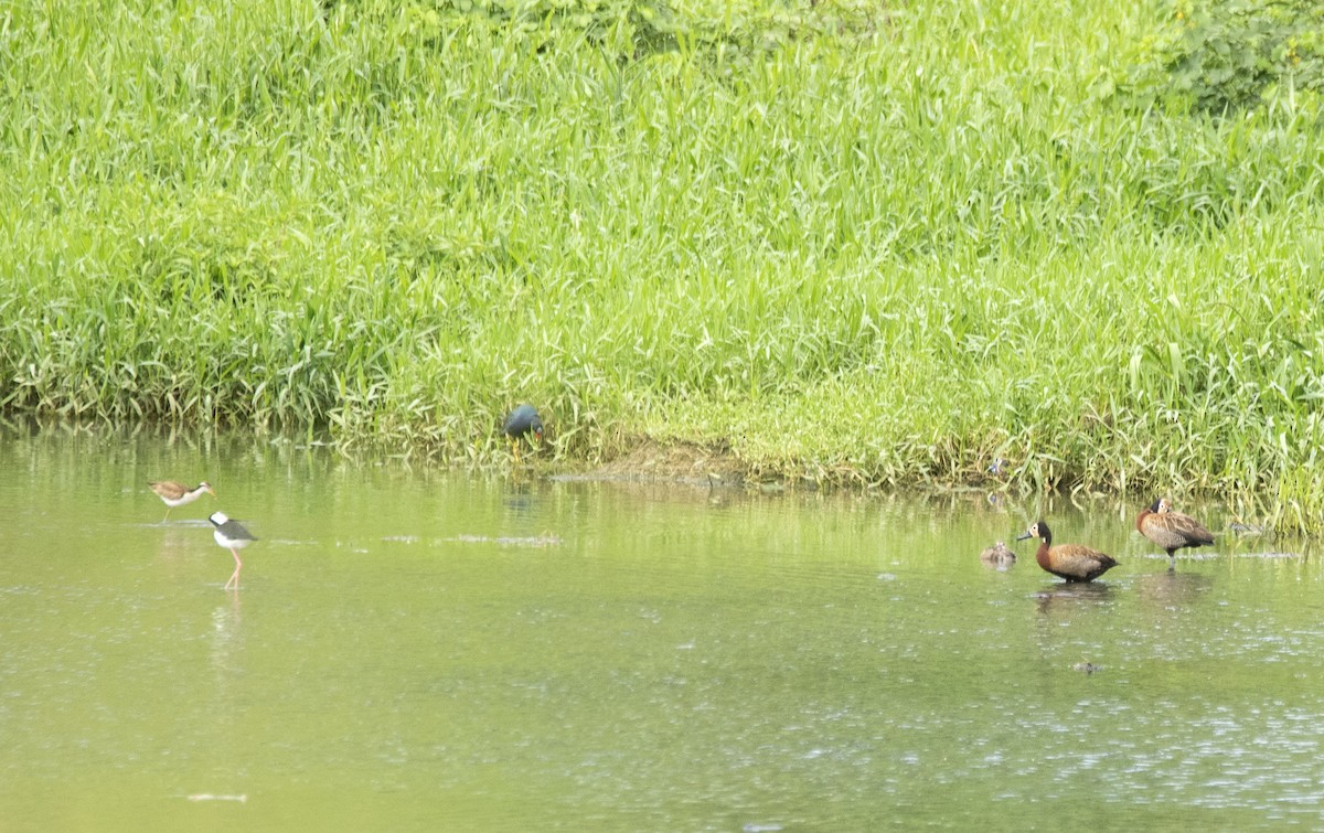 Wattled Jacana - ML620311246