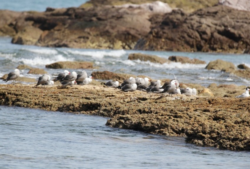 Heermann's Gull - ML620311248