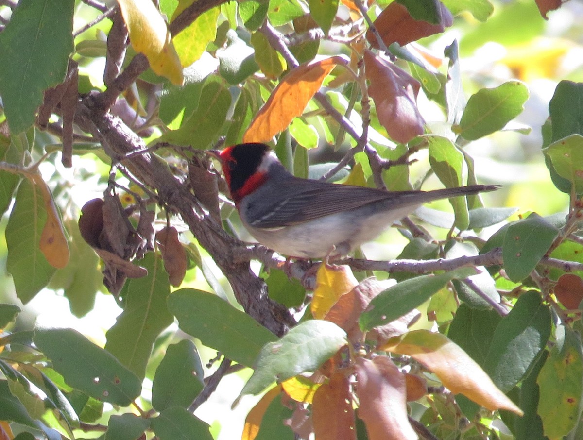 Red-faced Warbler - ML620311249