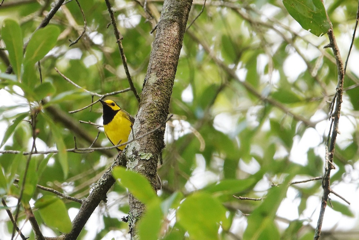 Hooded Warbler - ML620311262