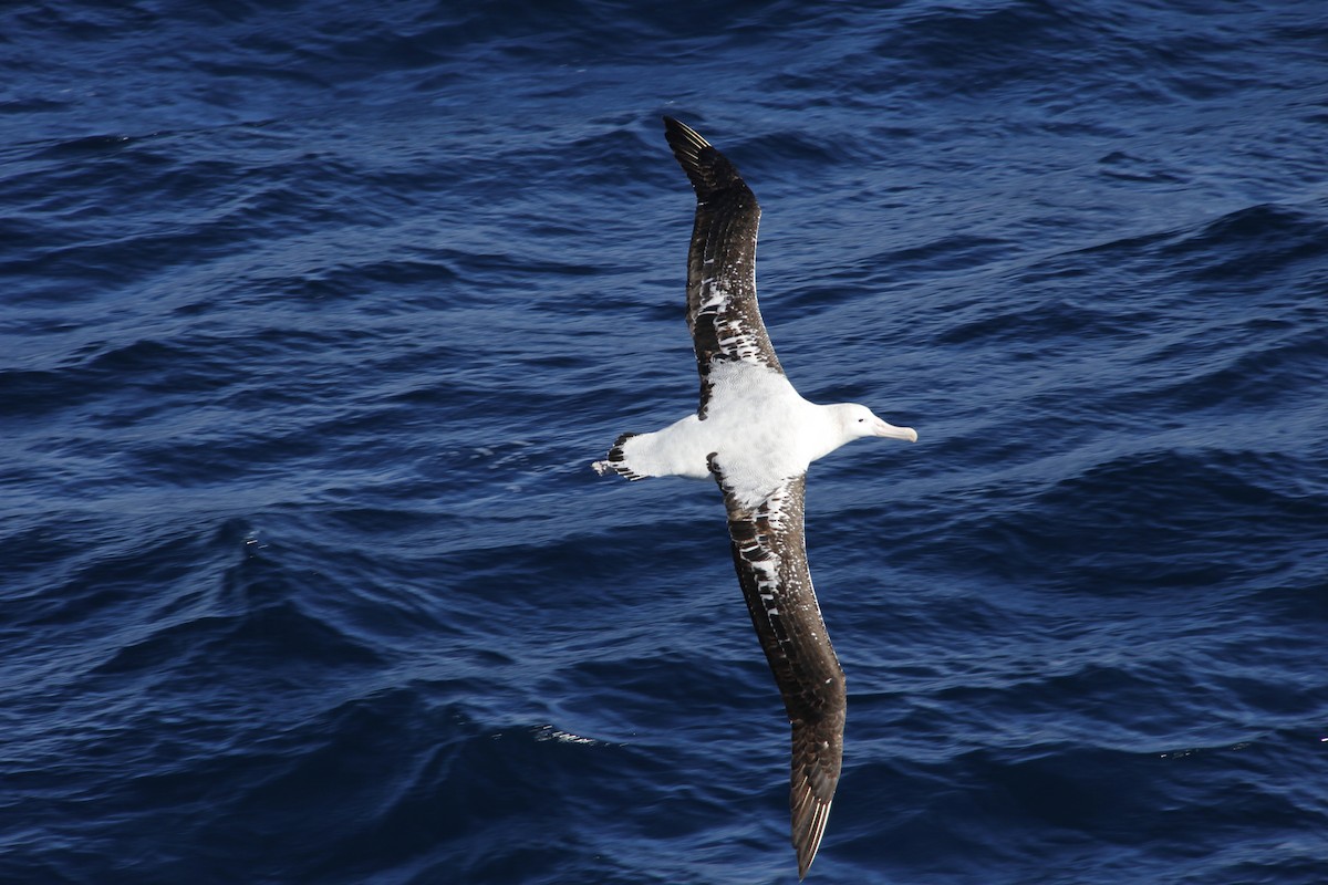 Albatros de Sanford - ML620311263