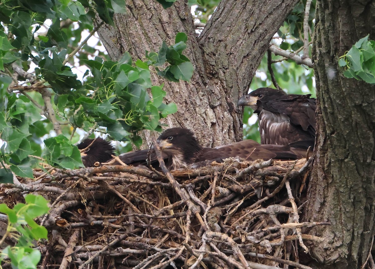 Bald Eagle - ML620311264