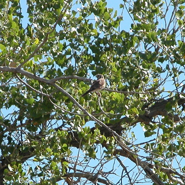 American Kestrel - Nancy Cox