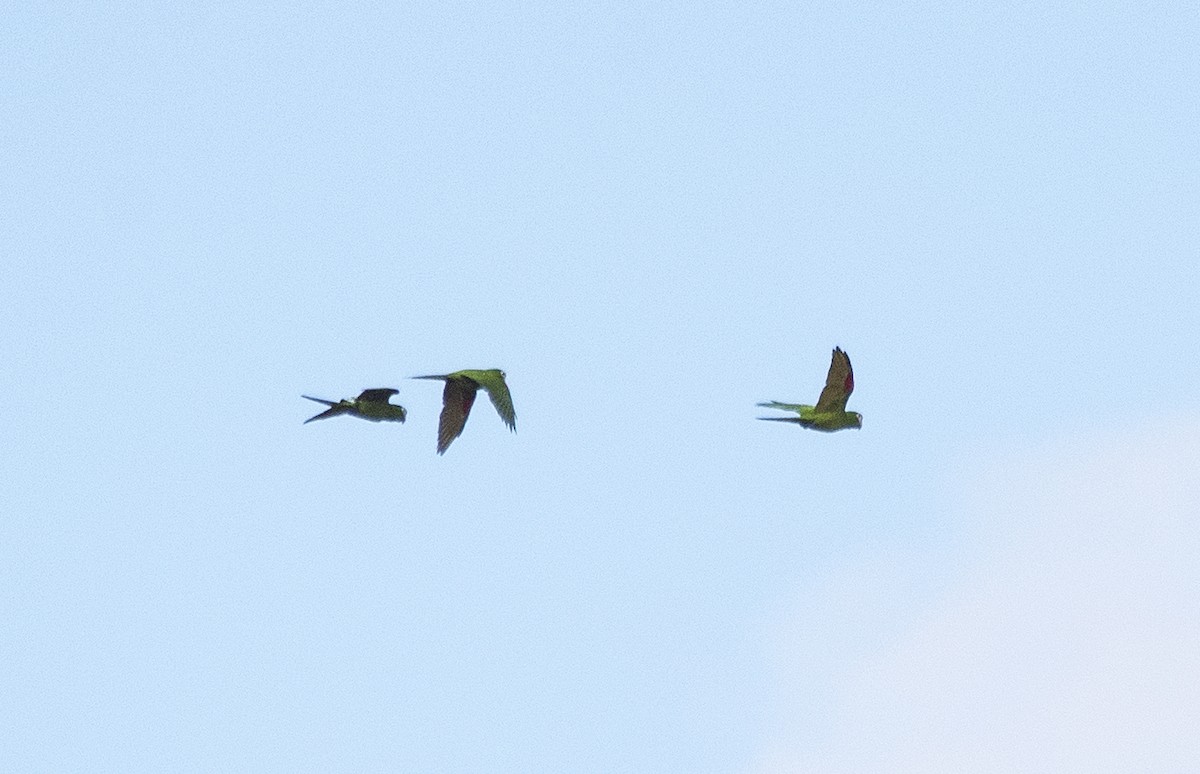 Red-shouldered Macaw - ML620311292