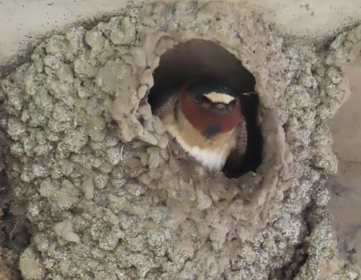 Cliff Swallow - ML620311294