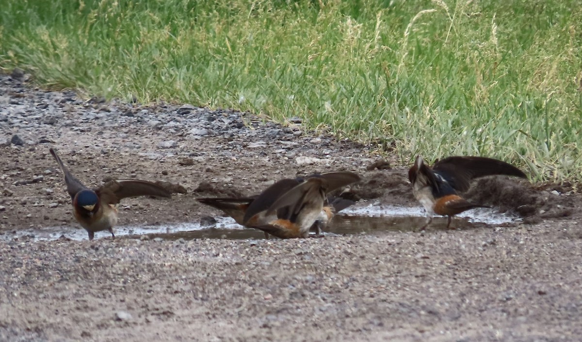 Cliff Swallow - ML620311296