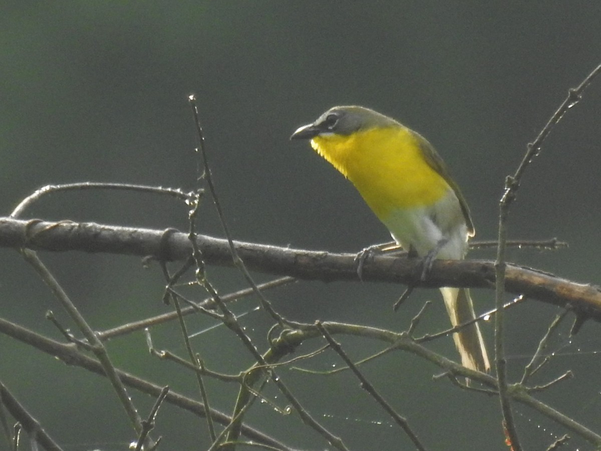 Yellow-breasted Chat - ML620311301