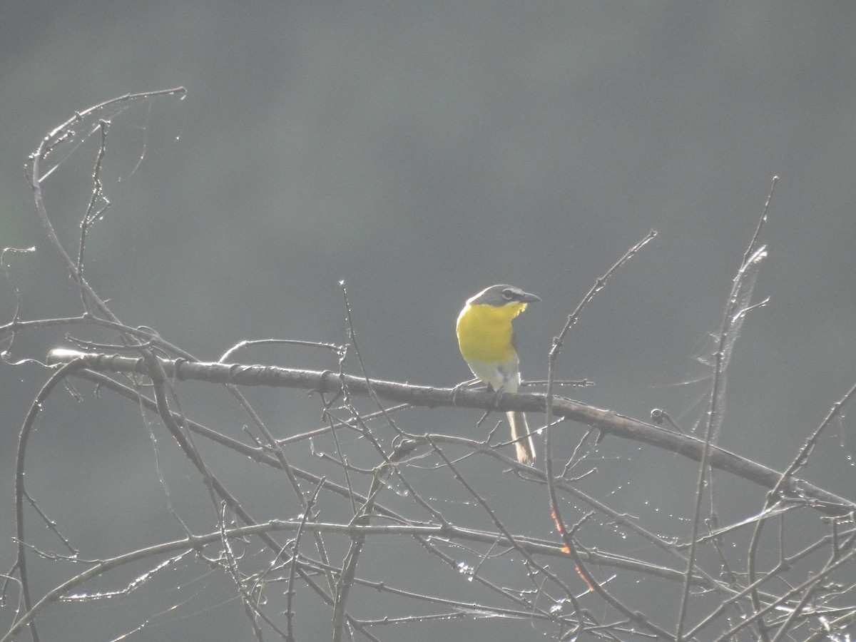 Yellow-breasted Chat - ML620311302