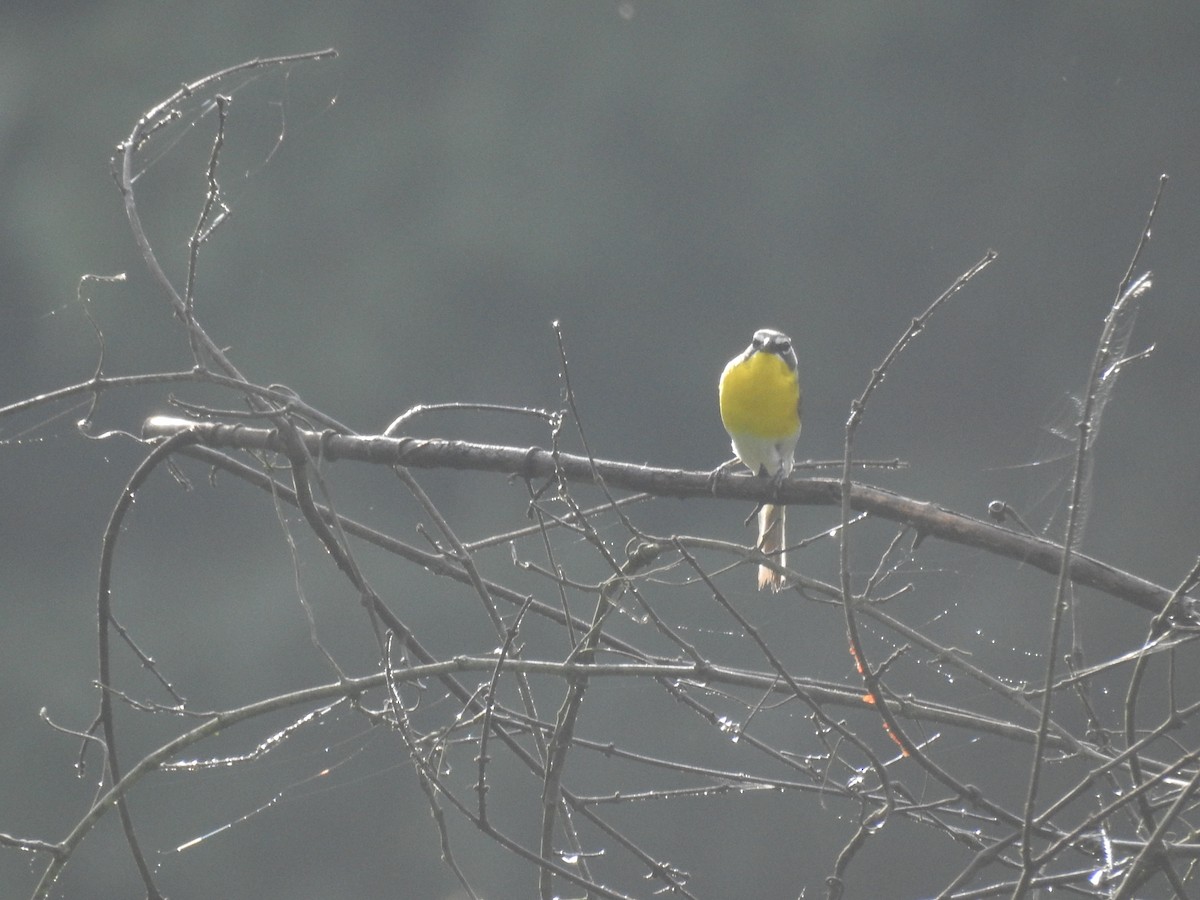 Yellow-breasted Chat - ML620311303