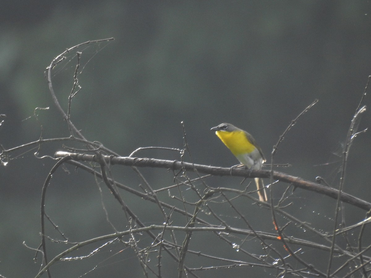 Yellow-breasted Chat - ML620311304