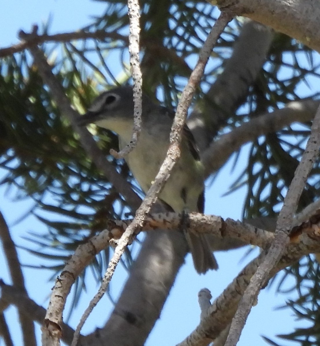 Cassin's/Plumbeous Vireo - ML620311307