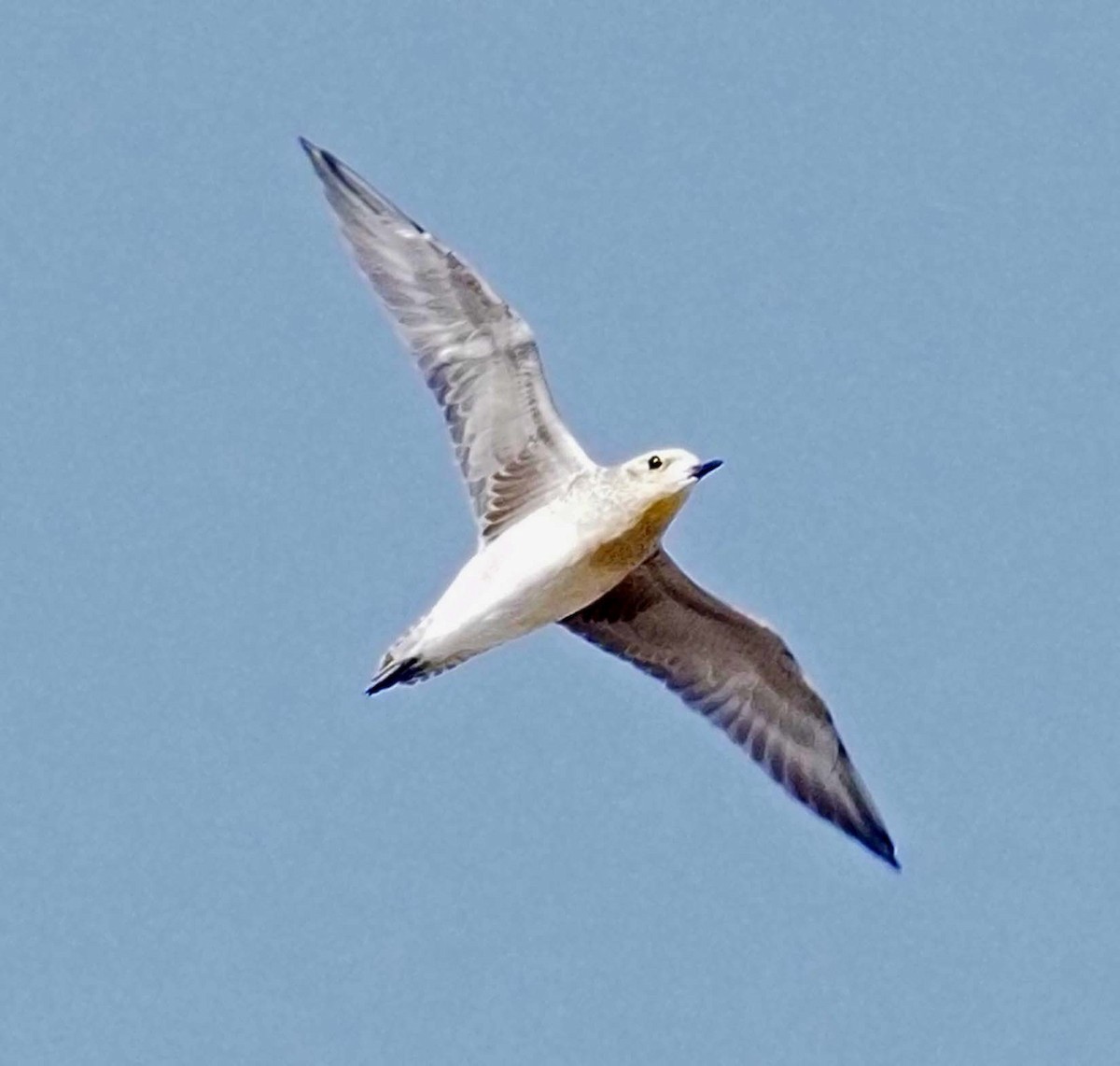 Pacific Golden-Plover - ML620311311