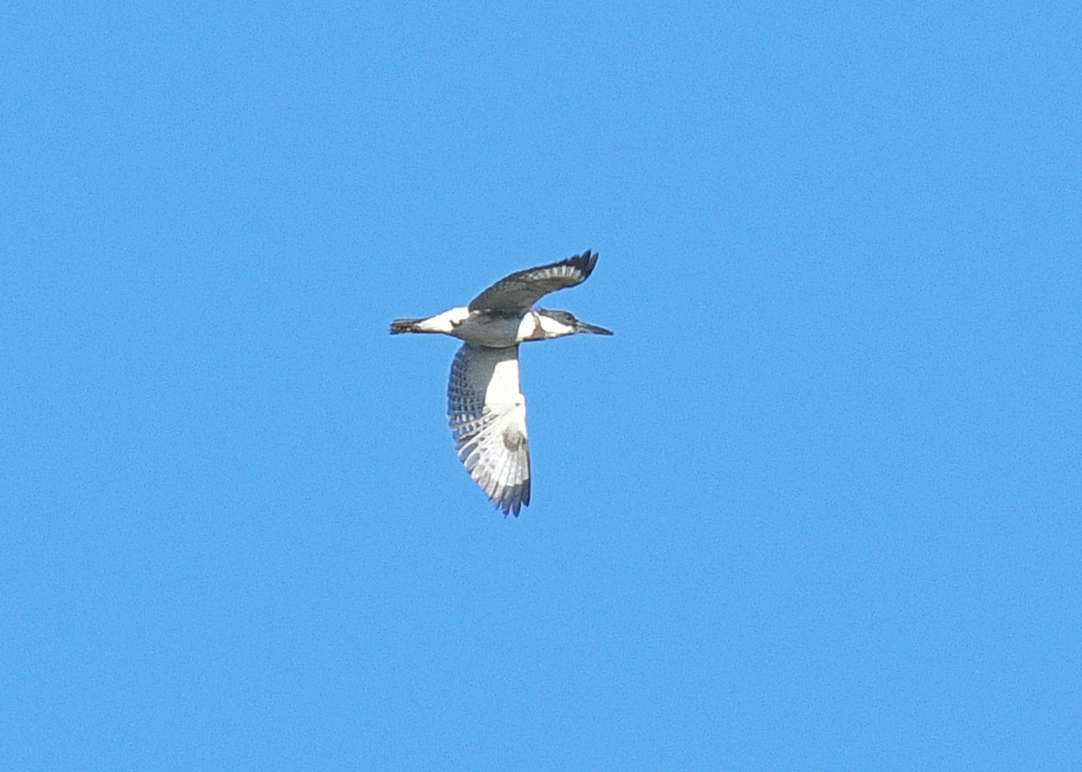 Belted Kingfisher - ML620311326