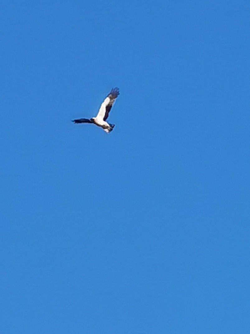 Águila Calzada - ML620311329