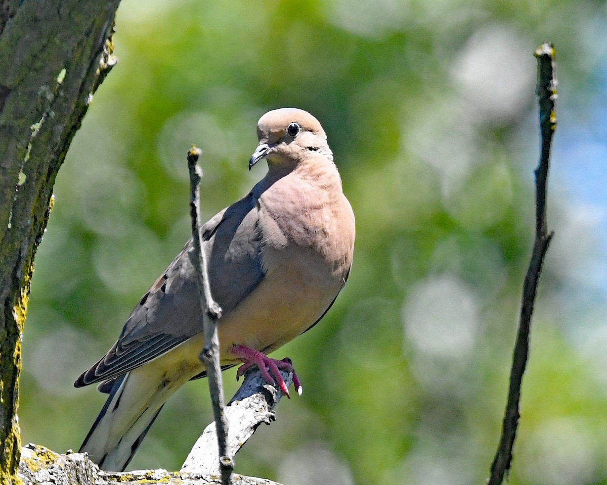 Mourning Dove - ML620311331