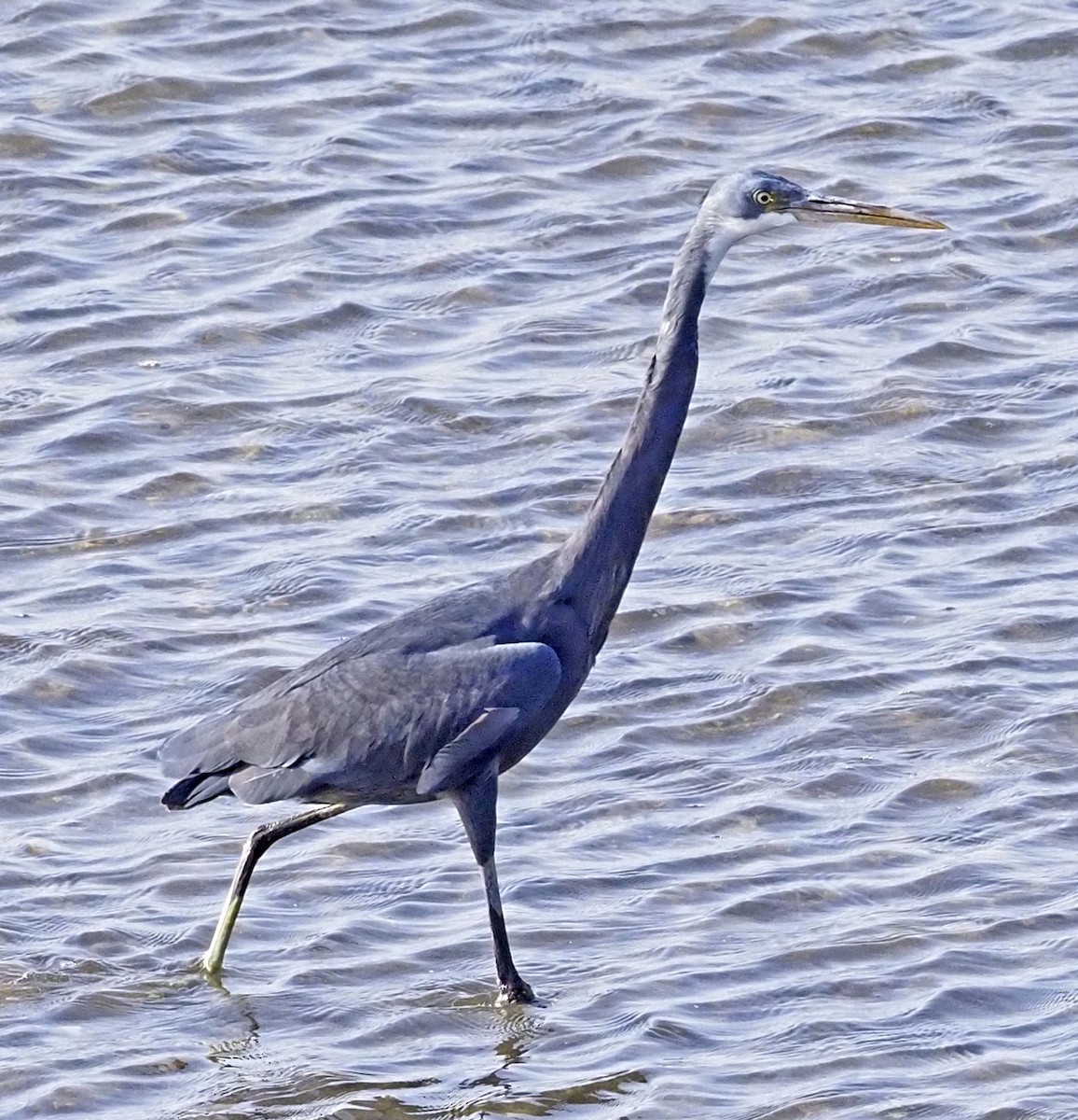 Western Reef-Heron - ML620311335