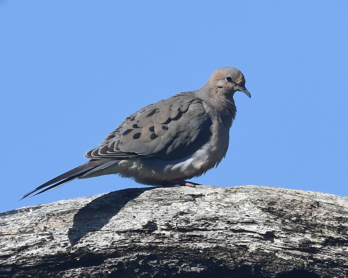 Mourning Dove - ML620311337