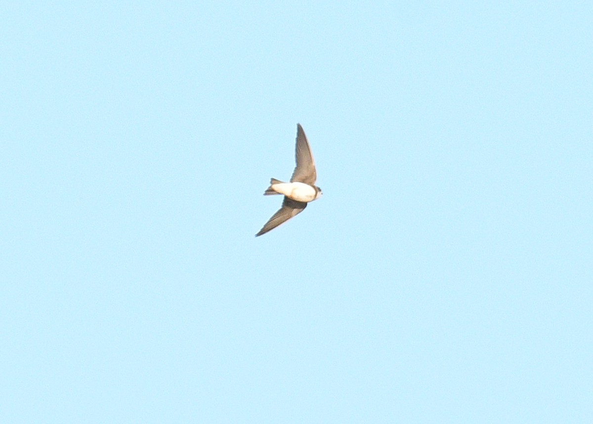 Bank Swallow - ML620311338