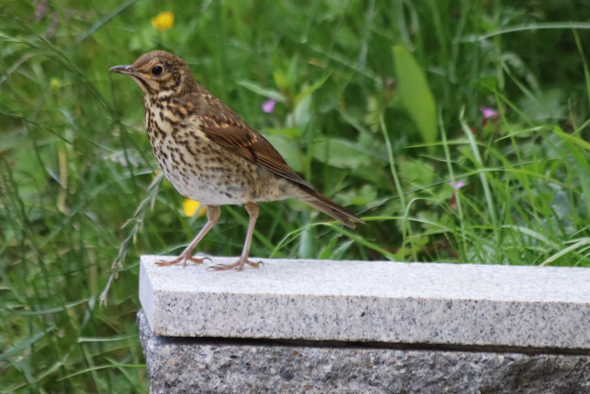 Song Thrush - ML620311340