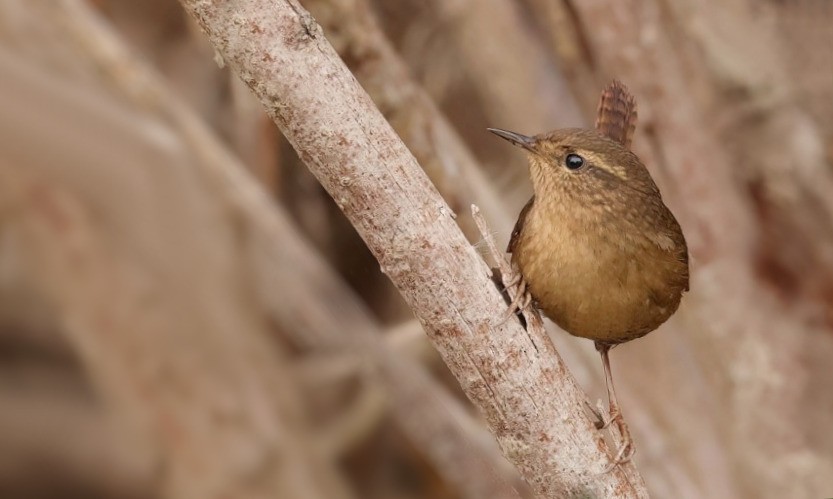 Pacific Wren - ML620311341