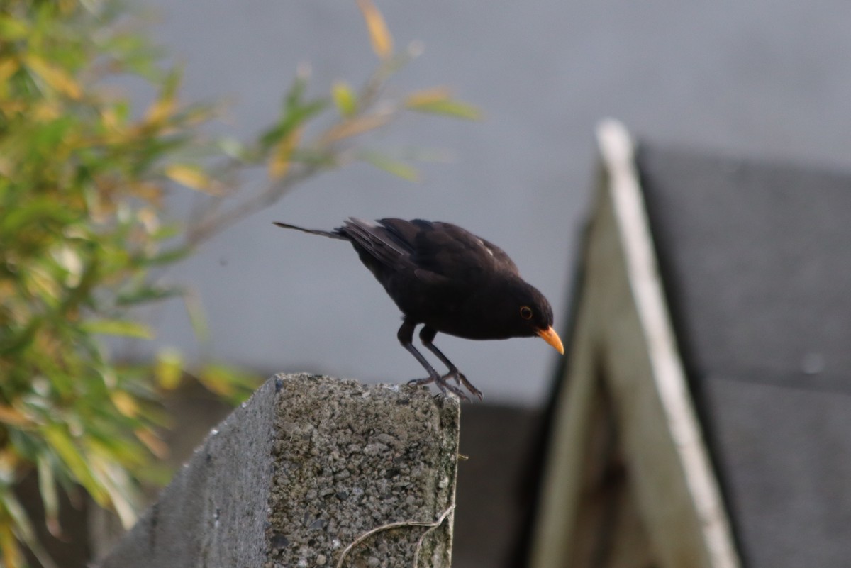 Eurasian Blackbird - ML620311343