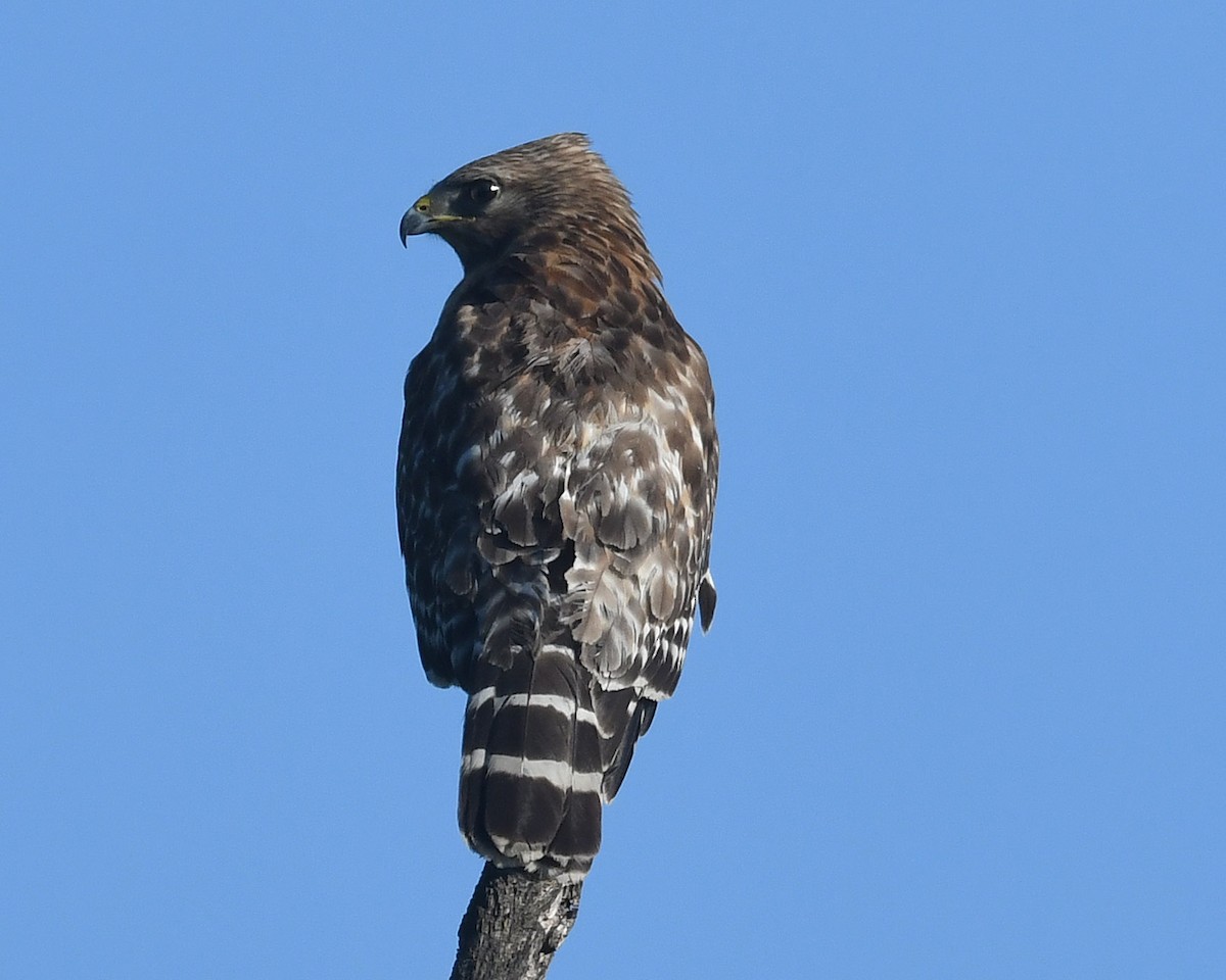 Red-shouldered Hawk - ML620311345