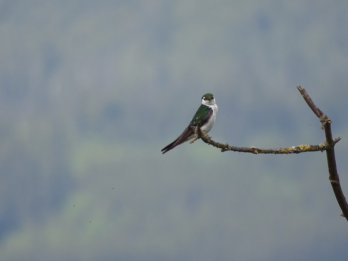 Violet-green Swallow - ML620311347