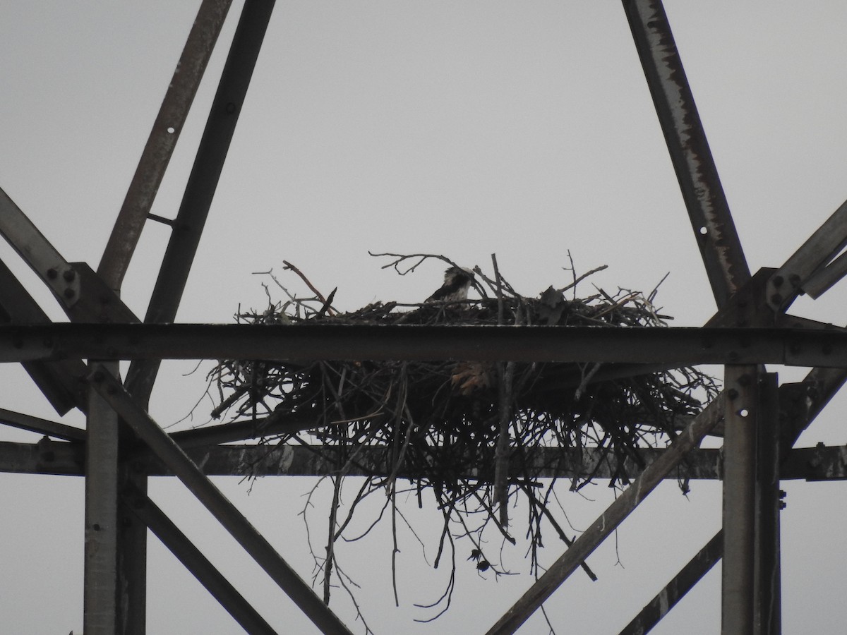 Osprey (carolinensis) - ML620311349